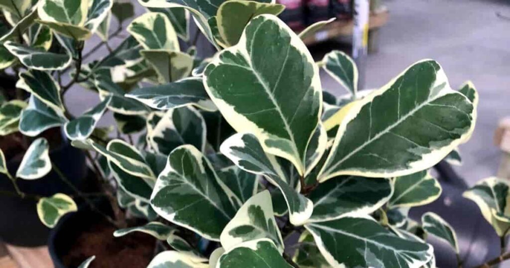 Planta Triangular Cómo hacer crecer el triángulo ficus – Mis Plantas